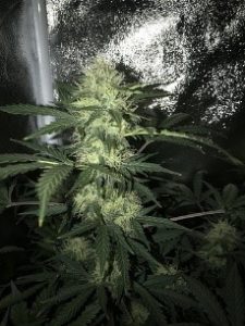 has thicker buds