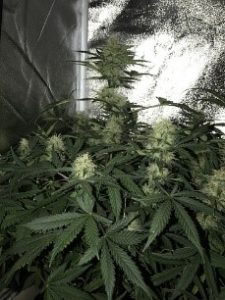 has thicker buds