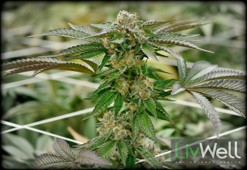 303 OG Strain Review I Love Growing Marijuana