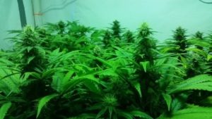 Week 4