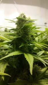 Week 4