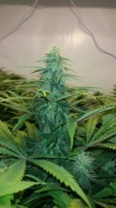 Week 4