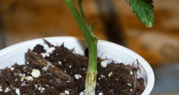 High Sodium Concentration for weed plants