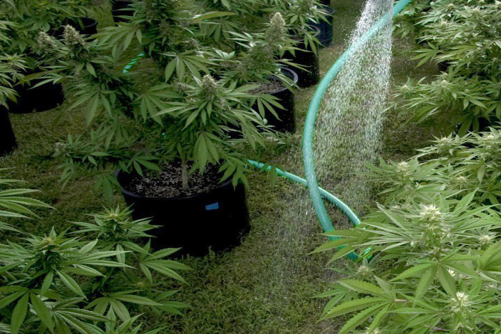 the best marijuana fertilizers