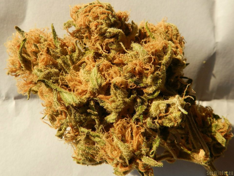 Jamaican Dream Strain Review - I Love Growing Marijuana