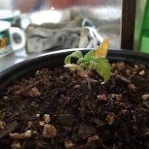 transplanted