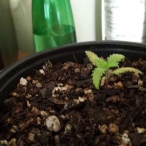 transplanted