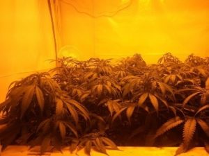 the SCROG
