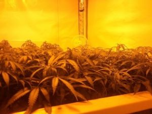 the SCROG