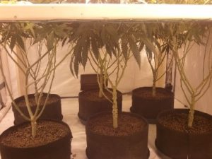 under the SCROG