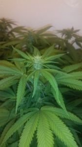 Week 2