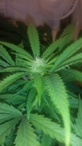 Week 2