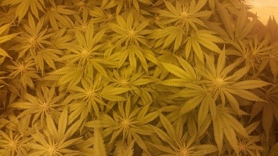 Indoor Grow Featuring Girl Scout Cookies Extreme and Jack Herer