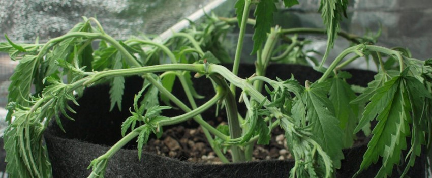 water problems in weed plants