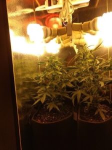 FF Big Grow nutes