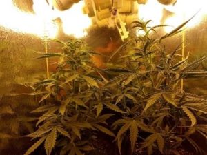 FF Big Grow nutes