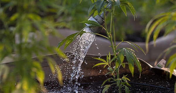 What does hard water do to cannabis
