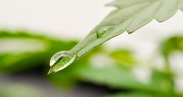 soft water on cannabis