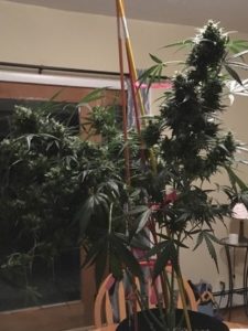 The Blueberry auto