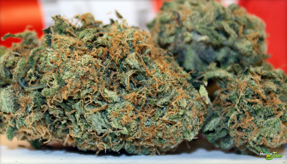 Chocolate Thai Strain Review I Love Growing Marijuana