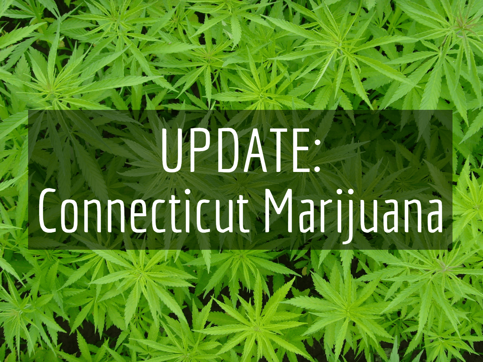 How to start a commercial grow operation in Connecticut
