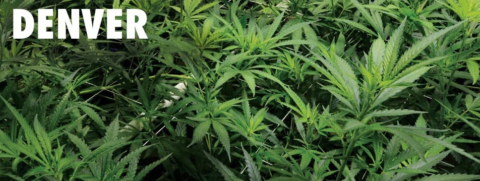 Denver Officials Allow First Cannabis Club in the City