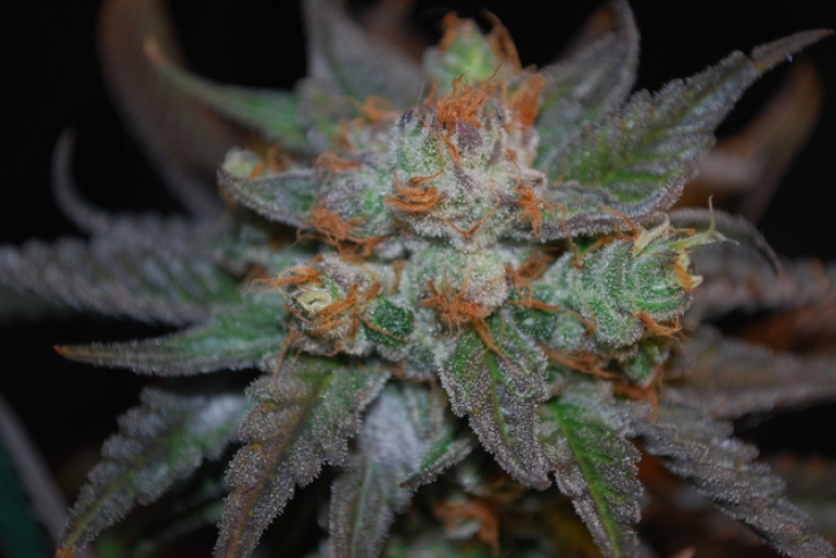 Green Dragon Strain Review I Love Growing Marijuana