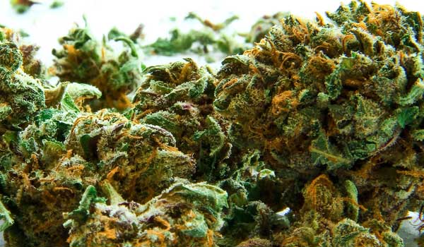 Hobbit Strain