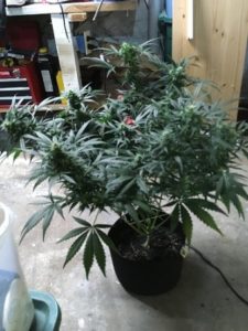 69 days old