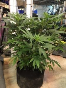 The Northern Lights