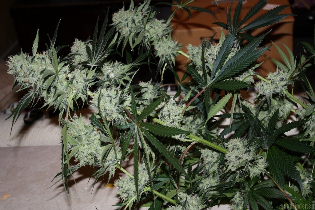 Mickey Kush
