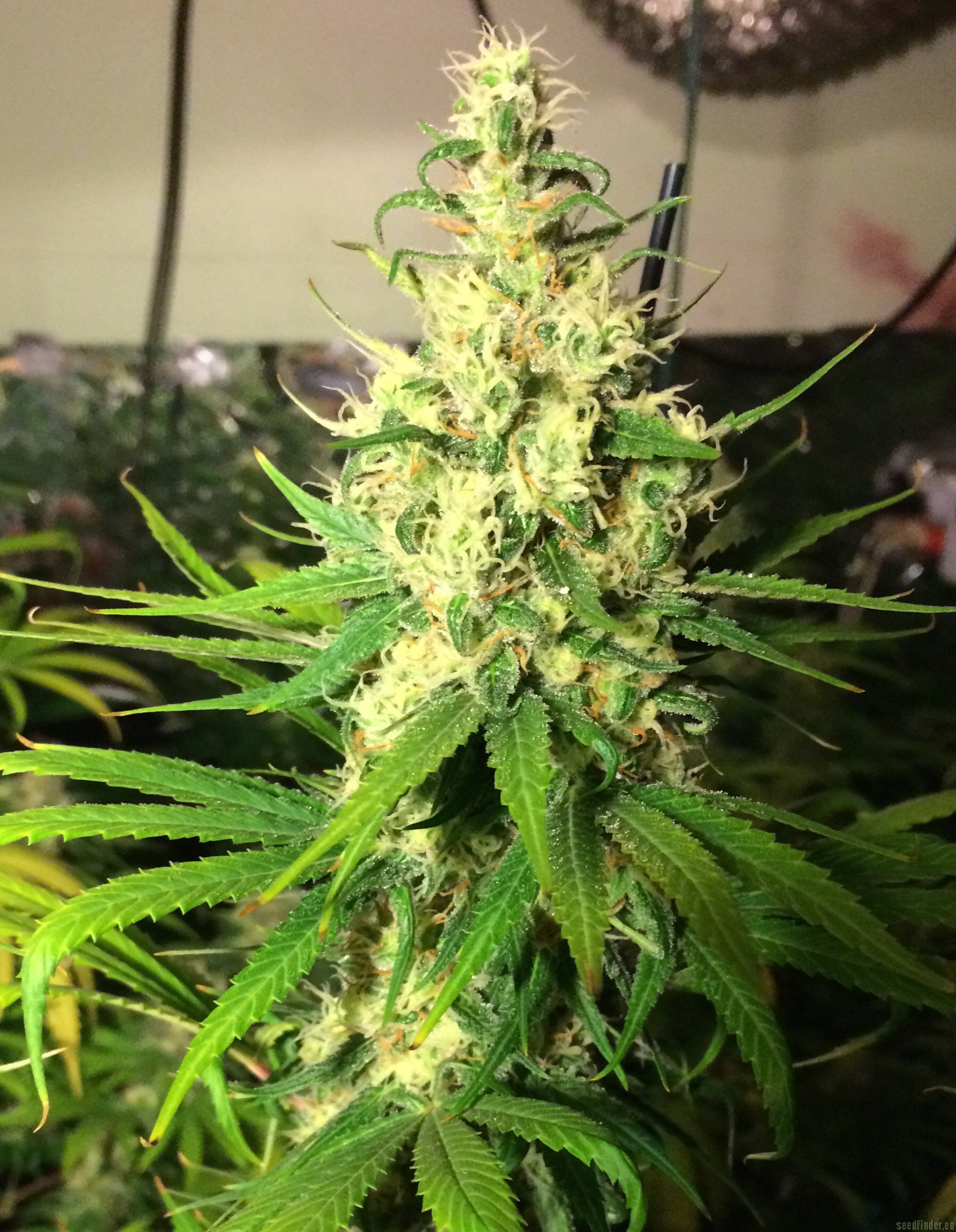 Middlefork X Pineapple Express Strain Review I Love Growing Marijuana