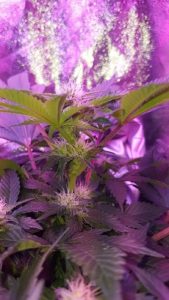 fat buds