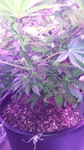 fat buds