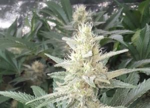 buds