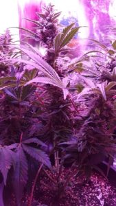 The ladies