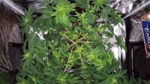 LST