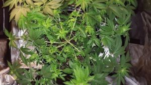 LST