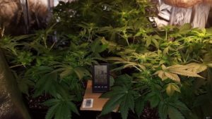 LST