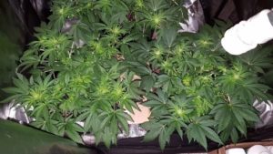 LST