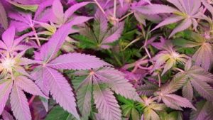 LST