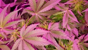 LST