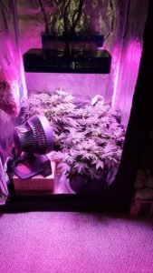 Gold Leaf plants died