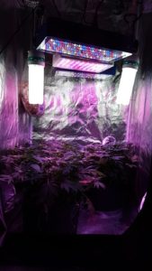 Gold Leaf plants died