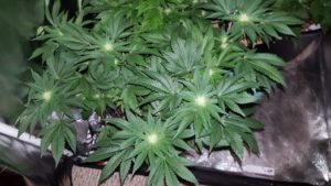 greener already