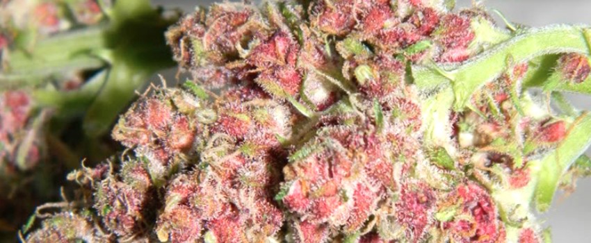 Pink Mango Strain Review I Love Growing Marijuana