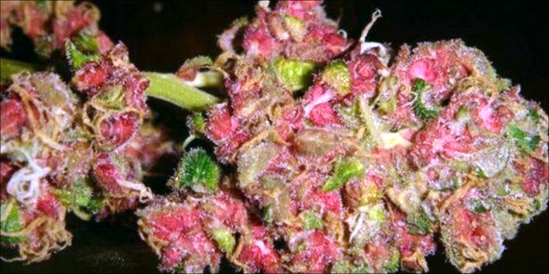 Pink Mango Strain Review - I Love Growing Marijuana