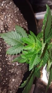 little Gold Leaf