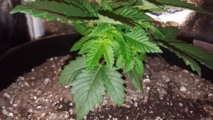 Week 3