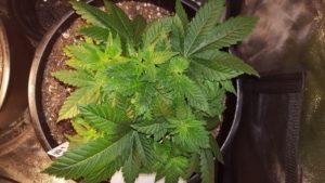 Week 3